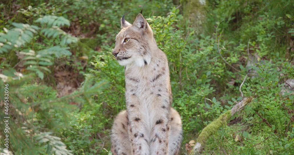 Cropped shot of a lynx sitting in the shadows in the forest Cropped shot of a lynx sitting in the shadows in the forest