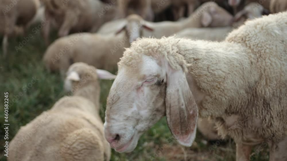 Texel is breed of sheep. Yorkshire, england. Landscape, horizontal. Space copy Texel is breed of sheep. Yorkshire, england. Landscape, horizontal. Space copy