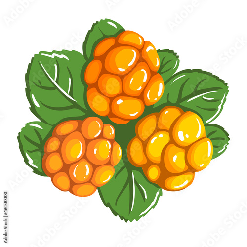 Cloudberry. Northern berries vector illustration. Wild orange berry and green leaves.