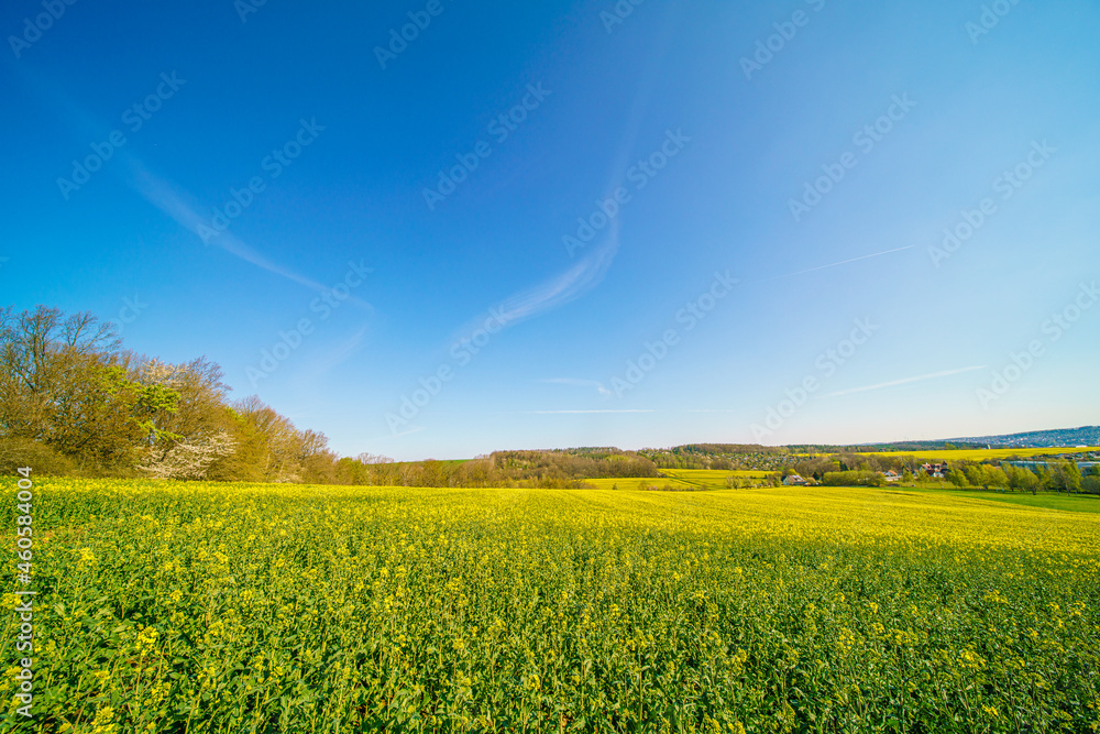 Obraz premium Blooming rapeseed field on a clear summer day
