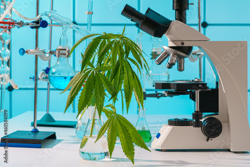 Canvas-taulu Cannabis marijuana plant leaf   in science laboratory with microscope and lab gl