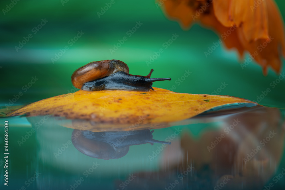 snail on a yellow leaf floating on the water snail on a yellow leaf floating on the water