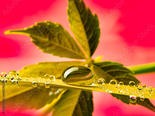 autumnal leaf and dew drops - macro photo photo