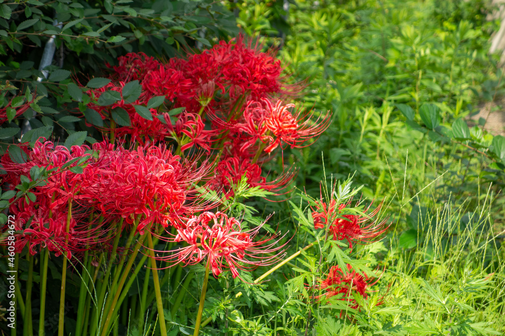 flowers in the garden flowers in the garden
