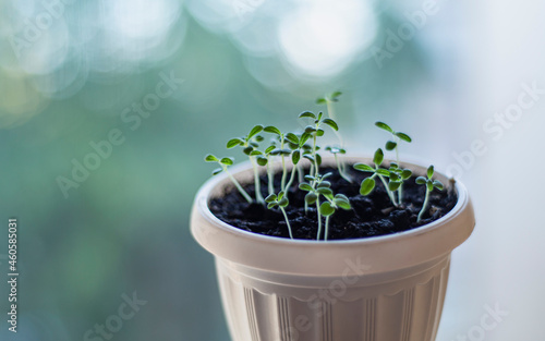 young rosemary sprouts in a pot, growing spices at home, growing fragrant rosemary