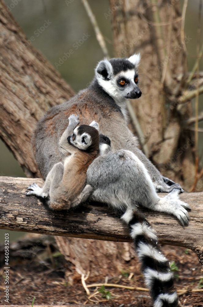 Fototapeta premium Katta