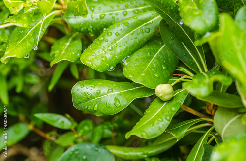 Pittosporaceae evergreen shrub and seasise plants. 