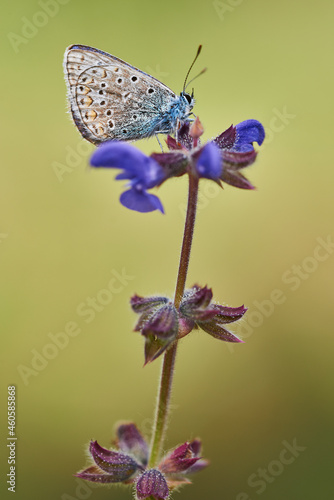 Silver-studded blue