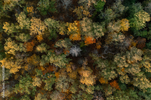 Aerial view of lush fall foliage of a forest © Jamo Images