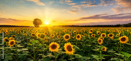 Beautiful sunset over sunflower field