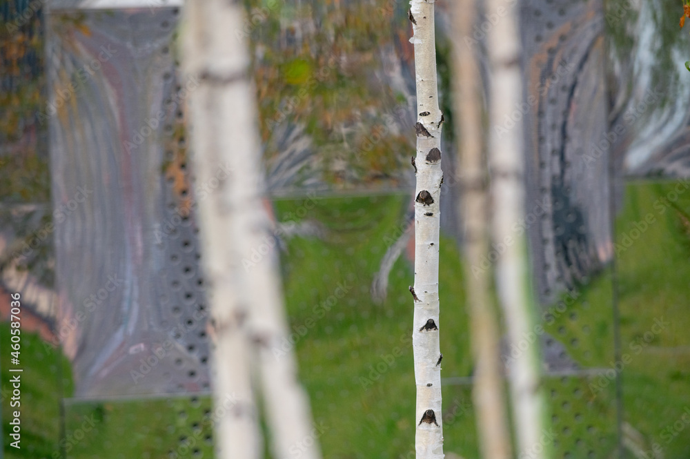 Naklejka premium Thin birch on a background of an iron reflected abstract green background. Futuristic art landscape. Combination of city and nature. Summer in the metropolis, reflection and refraction.
