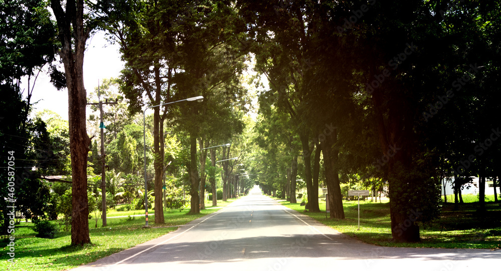 Road through green trees in the spring season
