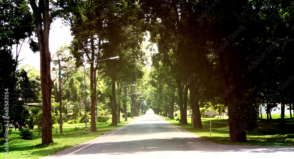 Obraz premium Road through green trees in the spring season