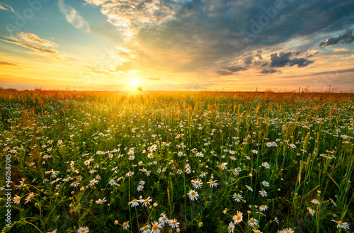 Beautiful summer sunset over fields with white camomile flowers