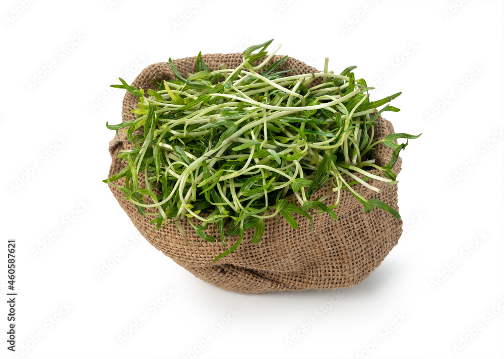 Sprout glory in sack on isolated white background Sprout glory in sack on isolated white background