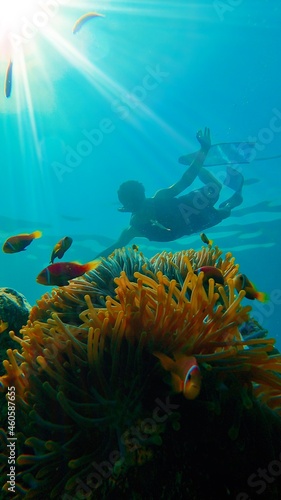 Fototapeta Naklejka Na Ścianę i Meble -  underwater fishes diving in the Maldives island