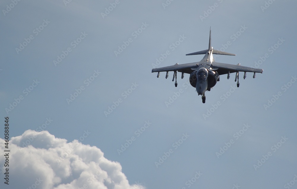 Fototapeta premium Harrier in the sky