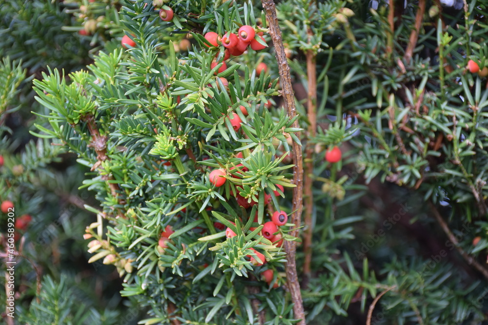 Obraz premium Czerwone owoce cisa pospolitego