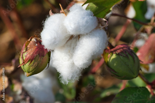 Agriculture, cotton . open harvest stage cotton bolls at sunset. Farsala,  Thessalía