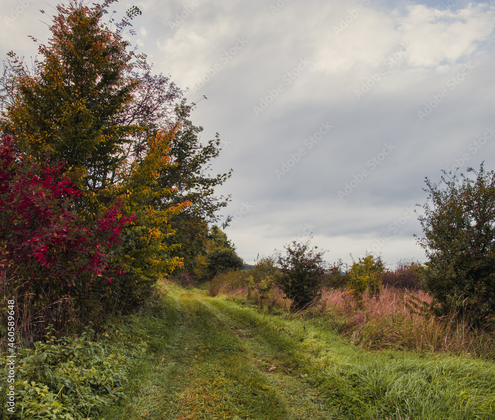 Countryside road PL