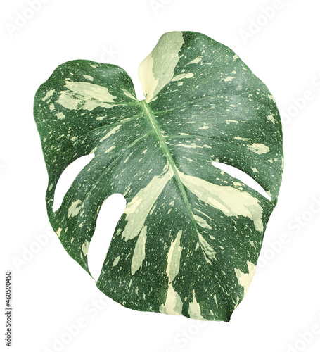 Monstera deliciosa variegated Thaicon or Thai Constellation isolated on white background