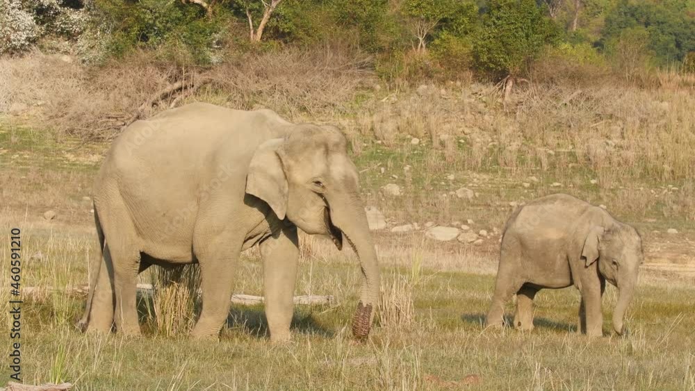 wild asian mother elephant with her calf or baby tusker eating grass in with rolling trunk at dhikala zone of jim corbett national park uttarakhand india - Elephas maximus indicus wild asian mother elephant with her calf or baby tusker eating grass in with rolling trunk at dhikala zone of jim corbett national park uttarakhand india - Elephas maximus indicus