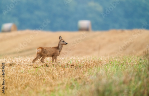 deer fawn in the field