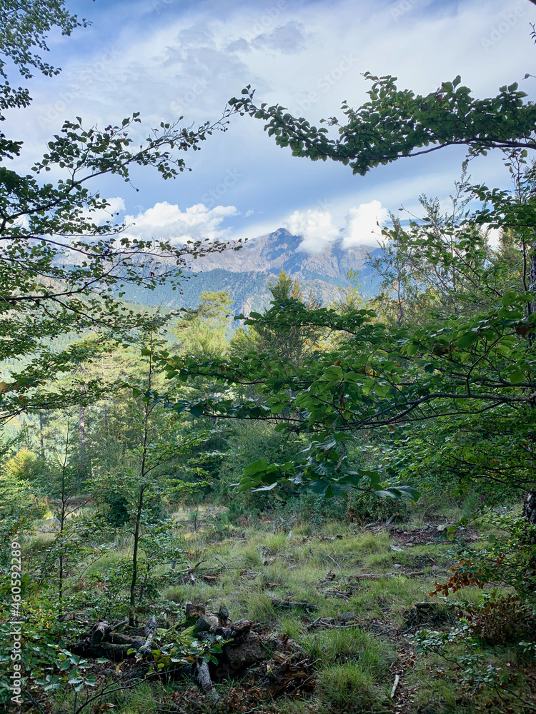 Obraz premium Forêt corse