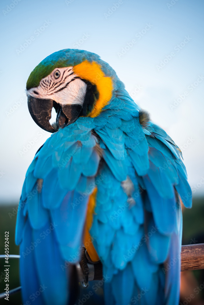 Obraz premium Colorful of Macaw sitting on tree branch