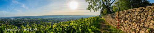 Radebeul Sachsen Weinhänge Spitzhaus Dresden Wein Grün Sonne Himmel Bismarkturm Hoflößnitz