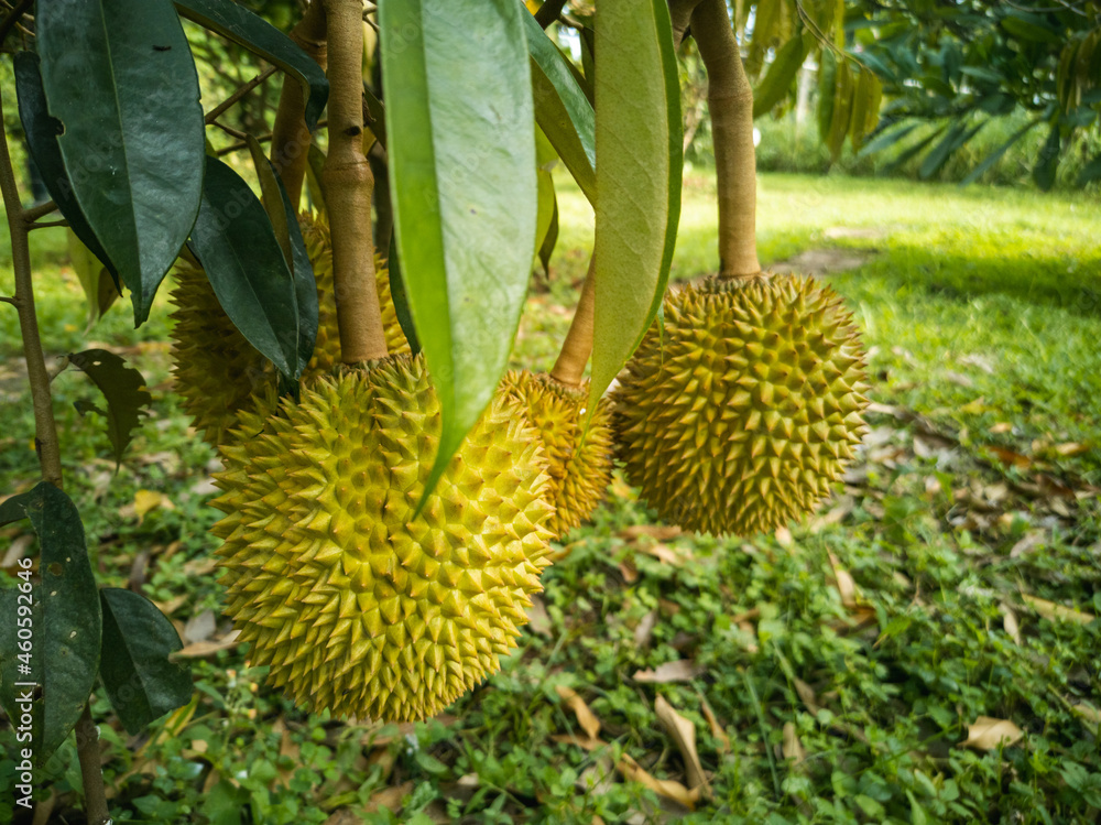 The Durians Hanging on The High Tree in The Garden The Durians Hanging on The High Tree in The Garden
