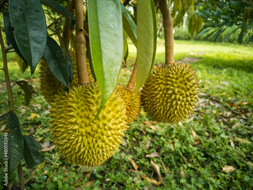 The Durians Hanging on The High Tree in The Garden