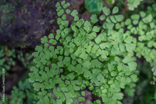 Adiantum raddianum, the Delta maidenhair fern, is one of the most popular ferns to grow indoors. Polypodiales.  Pteridaceae photo