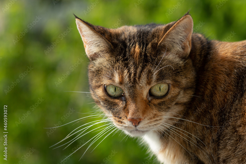 A beautiful tortoiseshell cat looks out the window against the backdrop of greenery