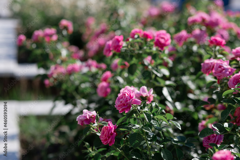 The texture of the bush is pink roses or wild rose, vegetable background. The texture of the bush is pink roses or wild rose, vegetable background.