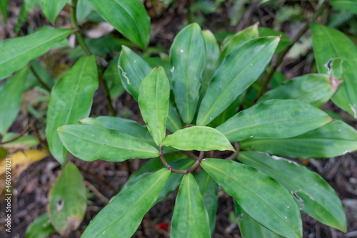 Cheilocostus speciosus, or crêpe ginger, is a species of flowering plant in the family Costaceae. Some botanists have now revived the synonym Hellenia speciosa for this species.