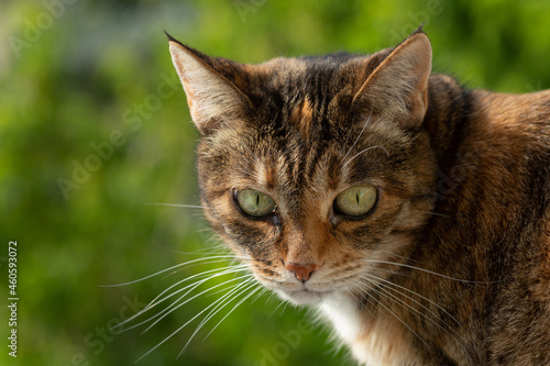 A beautiful tortoiseshell cat looks out the window against the backdrop of greenery © Eno1
