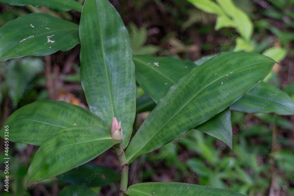 Cheilocostus speciosus, or crêpe ginger, is a species of flowering plant in the family Costaceae. Some botanists have now revived the synonym Hellenia speciosa for this species. Cheilocostus speciosus, or crêpe ginger, is a species of flowering plant in the family Costaceae. Some botanists have now revived the synonym Hellenia speciosa for this species.
