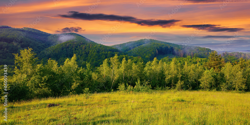 Obraz premium forest on the grassy meadow in the forenoon. beautiful rural landscape in summer. mist spreads from the distant mountains above the treetops beneath a wonderful sky with clouds