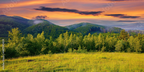 forest on the grassy meadow in the forenoon. beautiful rural landscape in summer. mist spreads from the distant mountains above the treetops beneath a wonderful sky with clouds