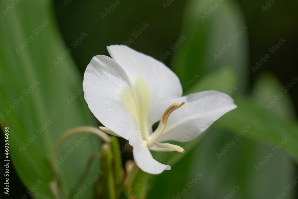 Hedychium flavescens is a perennial flowering plant from the Zingiberaceae (the ginger family). cream garland-lily or yellow ginger. Hedychium flavescens is a perennial flowering plant from the Zingiberaceae (the ginger family). cream garland-lily or yellow ginger.