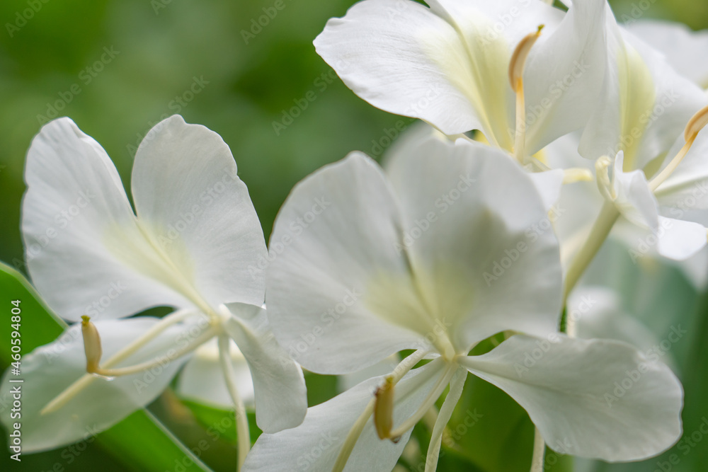Hedychium flavescens is a perennial flowering plant from the Zingiberaceae (the ginger family). cream garland-lily or yellow ginger. Hedychium flavescens is a perennial flowering plant from the Zingiberaceae (the ginger family). cream garland-lily or yellow ginger.