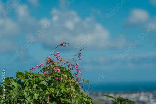 Antigonon leptopus, commonly known as coral vine, Coralita, bee bush (in many Caribbean islands) or San Miguelito vine, is a species of flowering plant in the buckwheat family, Polygonaceae.  photo