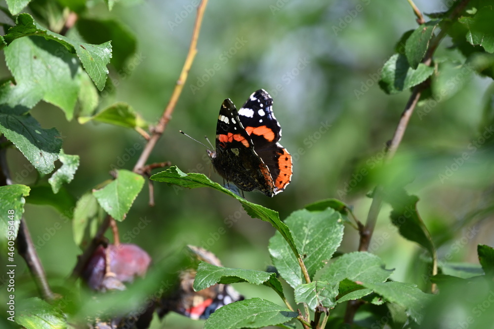 Schmetterling Admiral auf einem Pflaumenbaum Schmetterling Admiral auf einem Pflaumenbaum