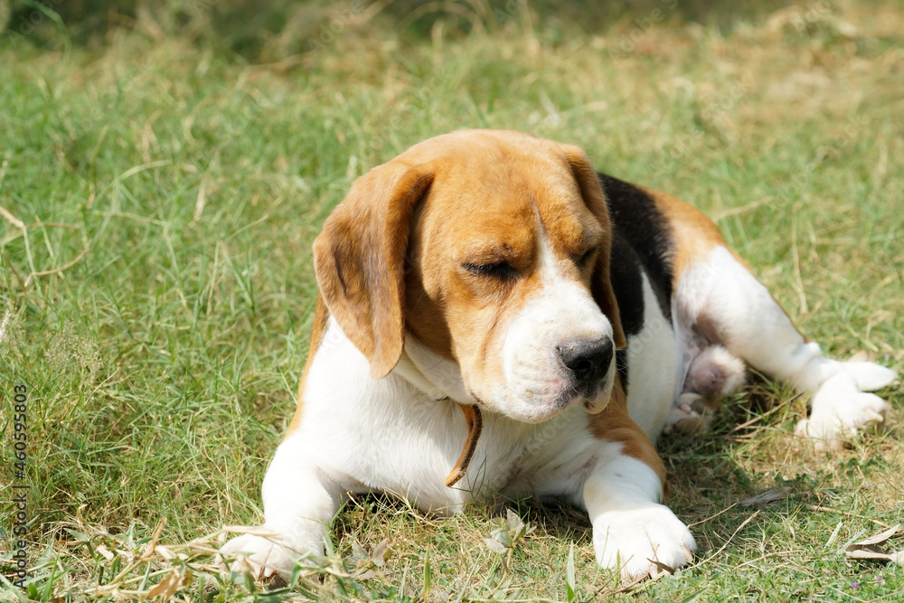 rescued male beagle dog