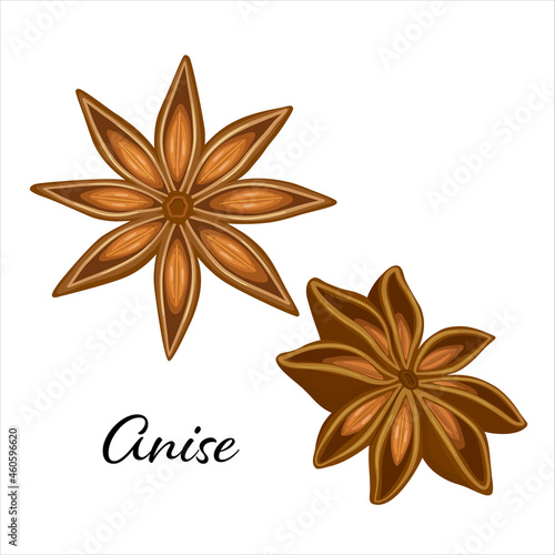Stars of anise isolated on the white background. Vector illustration. Spicy seasoning for cooking in kitchen.
