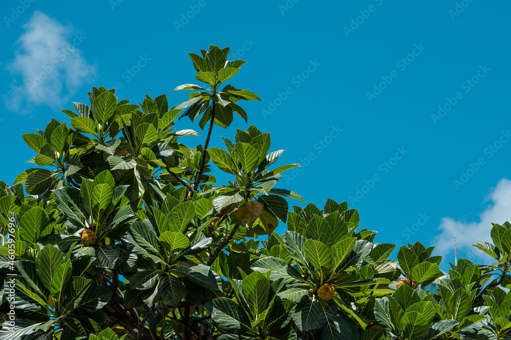 Fototapeta premium Artocarpus treculianus is a species of plant in the family Moraceae. It is endemic to the Philippines. It is threatened by habitat loss. Local names include chipuho and tipuho.