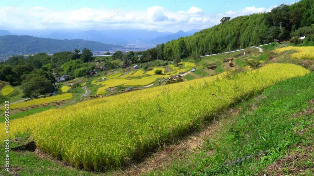 秋の稲倉の棚田 秋の稲倉の棚田