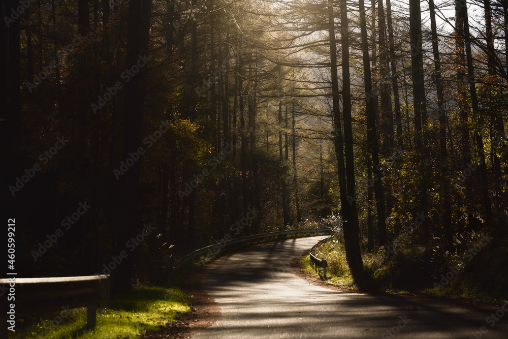 Obraz premium 森の奥に続く一本道