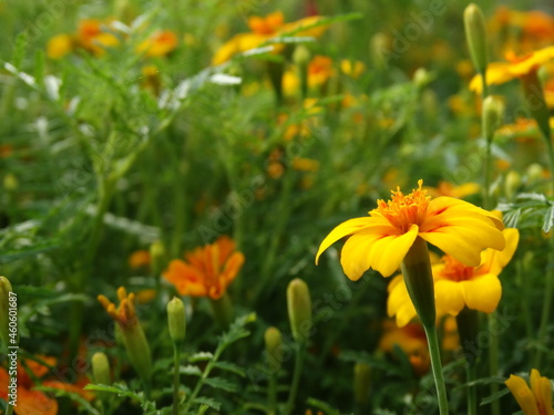 yellow flowers in the garden